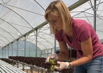 Hidroponia, espinaca chica y microgreens: Romina apuesta a producir en la ciudad para acortar distancias