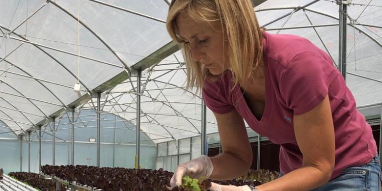 Hidroponia, espinaca chica y microgreens: Romina apuesta a producir en la ciudad para acortar distancias
