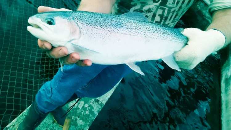 Todo comenzó pescando mojarritas: Sergio Salas cumplió su sueño de criar y sembrar truchas “con acento cordobés” en Traslasierra