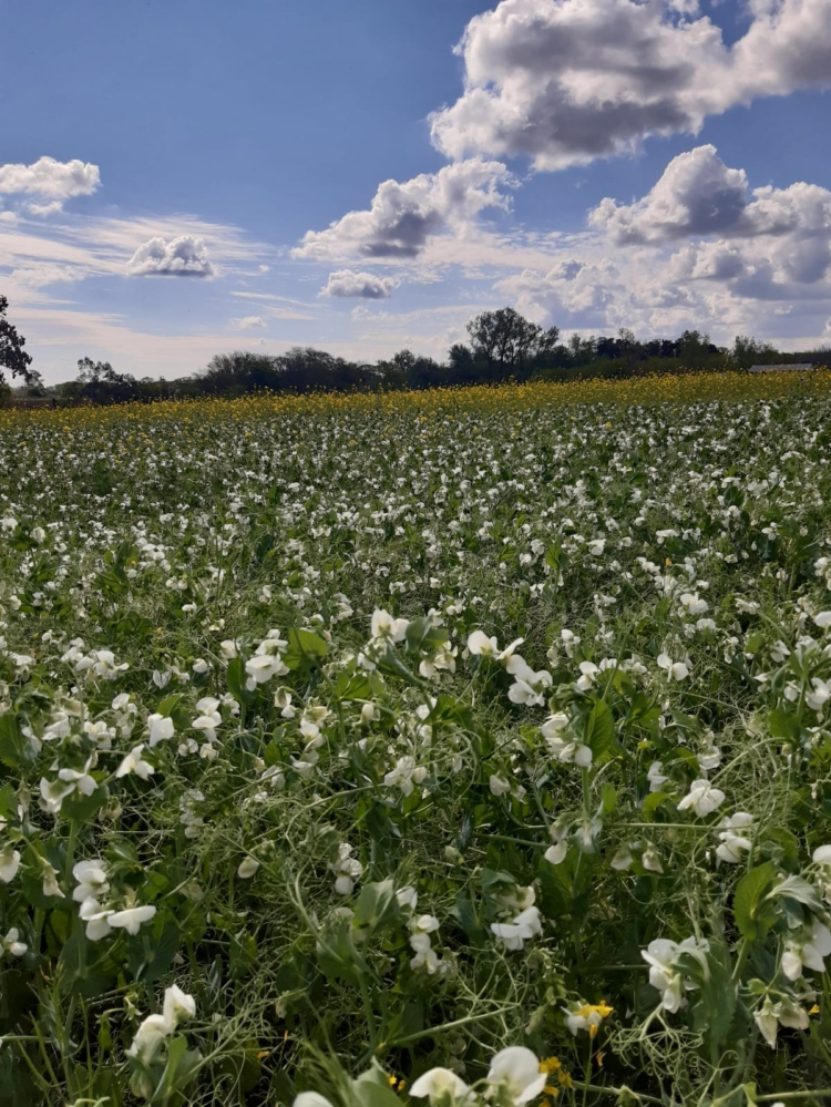 Ensayos en peligro: Docentes de la Universidad de Luján denuncian que hay interés por urbanizar parte del campo universitario a través de créditos Procrear