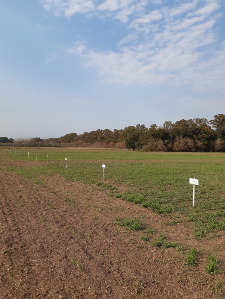 Ensayos en peligro: Docentes de la Universidad de Luján denuncian que hay interés por urbanizar parte del campo universitario a través de créditos Procrear