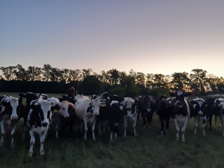 Ensayos en peligro: Docentes de la Universidad de Luján denuncian que hay interés por urbanizar parte del campo universitario a través de créditos Procrear