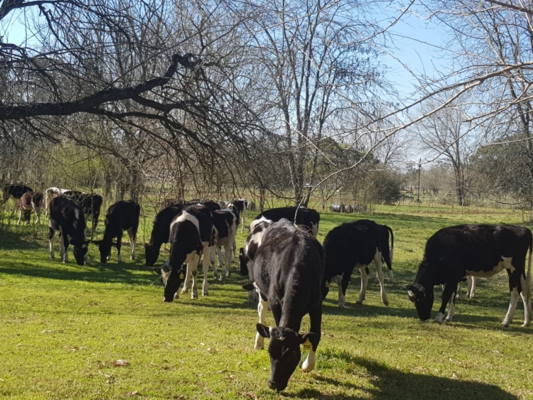 Ensayos en peligro: Docentes de la Universidad de Luján denuncian que hay interés por urbanizar parte del campo universitario a través de créditos Procrear