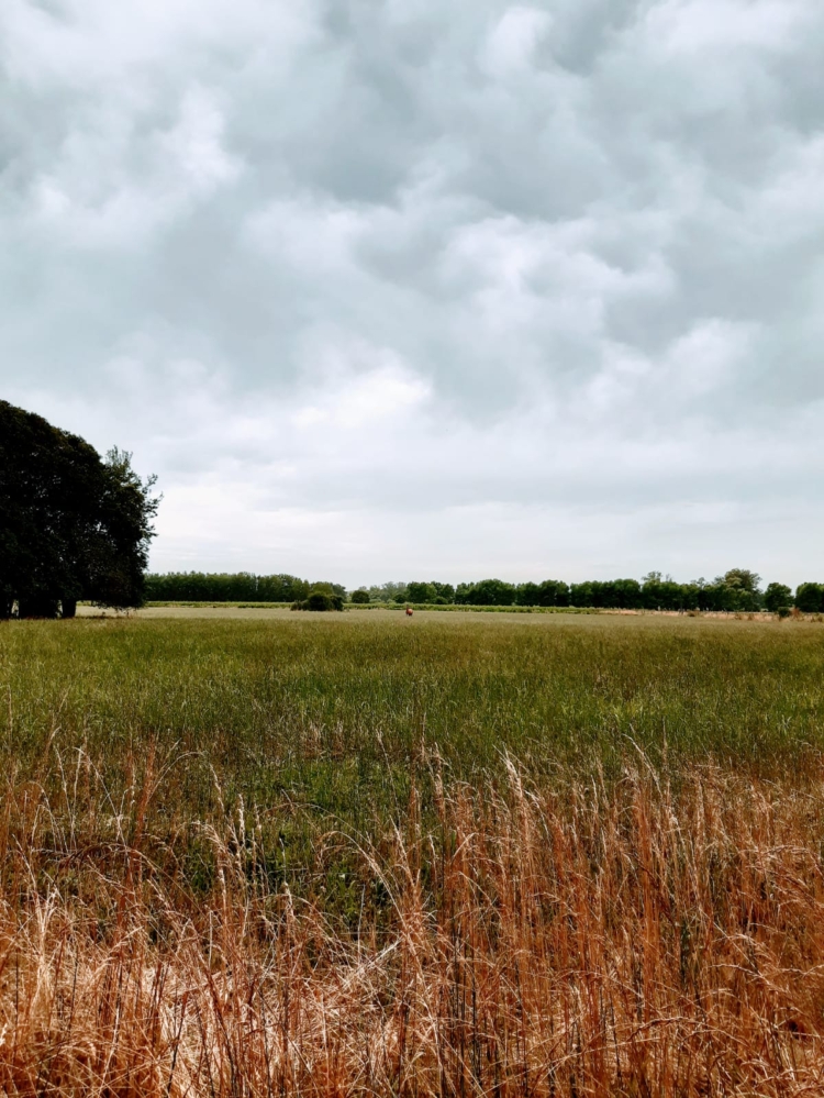 Ensayos en peligro: Docentes de la Universidad de Luján denuncian que hay interés por urbanizar parte del campo universitario a través de créditos Procrear