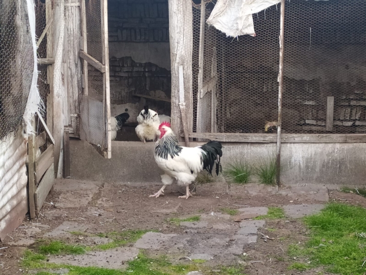 La increíble historia de Néstor Delgado: Compró unas gallinas para comer y hoy, con casi 86, sigue siendo el más veterano criador de aves de raza en Rauch