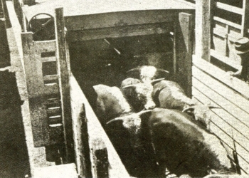 Último tren a Liniers: El mercado de Mataderos recibió grandes cantidades de ganado en ferrocarril incluso hasta 1990