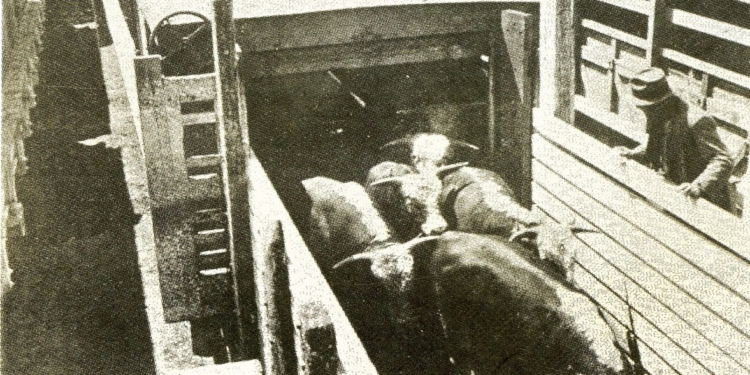 Último tren a Liniers: El mercado de Mataderos recibió grandes cantidades de ganado en ferrocarril incluso hasta 1990