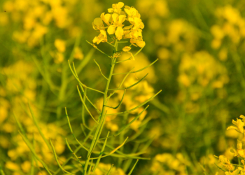 En  Uruguay crece fuerte un cultivo que se exporta a precios más altos que la soja y no es el cannabis ¿Cuál será?