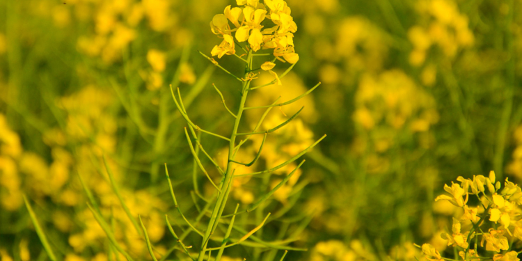 En  Uruguay crece fuerte un cultivo que se exporta a precios más altos que la soja y no es el cannabis ¿Cuál será?