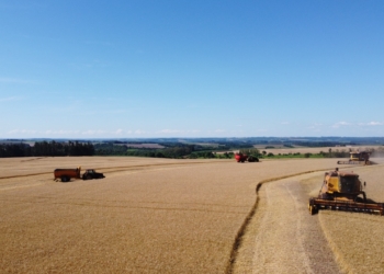 Se abren apuestas: ¿Cuánto tiempo tardará el gobierno en cerrar las exportaciones del trigo que todavía ni se cosechó?