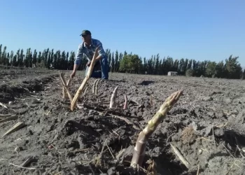Argentina tiene un nuevo cultivo con Denominación de Origen: Los espárragos de Médanos de Oro de San Juan