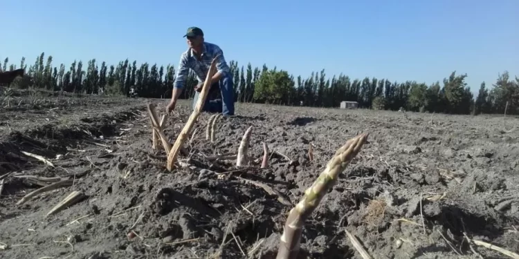 Argentina tiene un nuevo cultivo con Denominación de Origen: Los espárragos de Médanos de Oro de San Juan