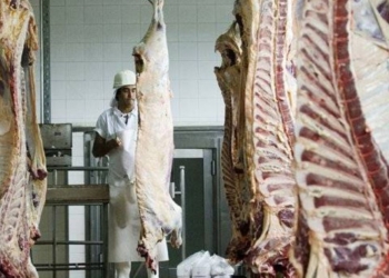 Sin exportaciones y con el consumo achatado, la Argentina sacrifica cada vez menos bovinos: Hasta septiembre la faena se achicó 7%