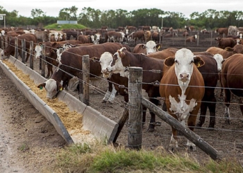 Luces anaranjadas: Se siguen vaciando los corrales de engorde y podría escasear la hacienda para faena en el verano