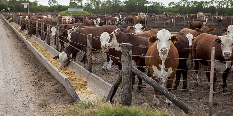 Luces anaranjadas: Se siguen vaciando los corrales de engorde y podría escasear la hacienda para faena en el verano