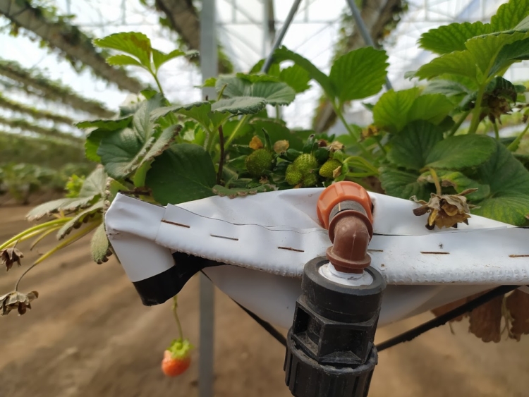 Experto en sustratos, Leonardo García considera que la hidroponia seguirá creciendo por la “fatiga” de los suelos en los cinturones hortícolas