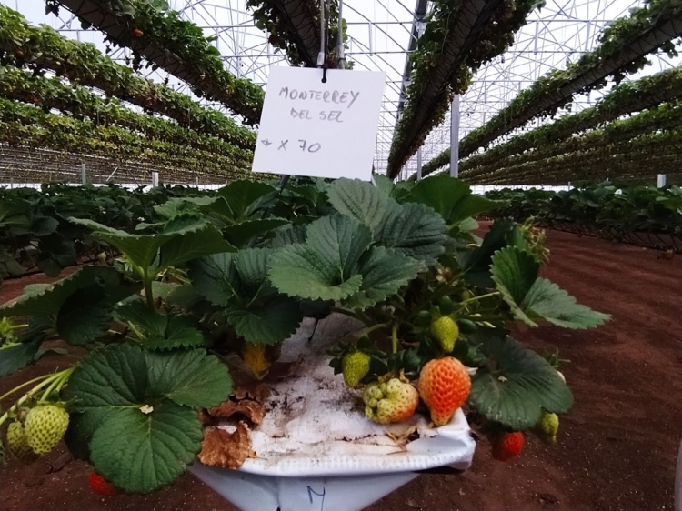 Experto en sustratos, Leonardo García considera que la hidroponia seguirá creciendo por la “fatiga” de los suelos en los cinturones hortícolas