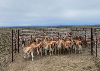Sigue adelante el plan para controlar racionalmente las poblaciones de guanacos: En Santa Cruz este año se faenaron 1.500 de esos animales