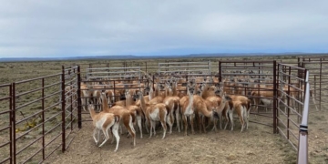 Sigue adelante el plan para controlar racionalmente las poblaciones de guanacos: En Santa Cruz este año se faenaron 1.500 de esos animales