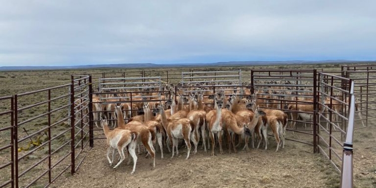 Sigue adelante el plan para controlar racionalmente las poblaciones de guanacos: En Santa Cruz este año se faenaron 1.500 de esos animales