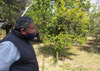 Pequeña gran lección del encargado de una finca: “Al olivo se lo llama planta vecera, porque a veces da, a veces no…”, dice Horacio Aguero