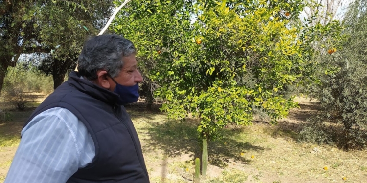 Pequeña gran lección del encargado de una finca: “Al olivo se lo llama planta vecera, porque a veces da, a veces no…”, dice Horacio Aguero