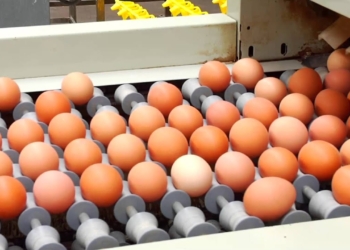 La “Semana del Huevo” encuentra al sector avícola muy mal parado: Por falta de rentabilidad, la producción podría achicarse 6% este año