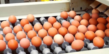 La “Semana del Huevo” encuentra al sector avícola muy mal parado: Por falta de rentabilidad, la producción podría achicarse 6% este año