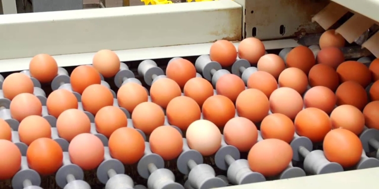 La “Semana del Huevo” encuentra al sector avícola muy mal parado: Por falta de rentabilidad, la producción podría achicarse 6% este año