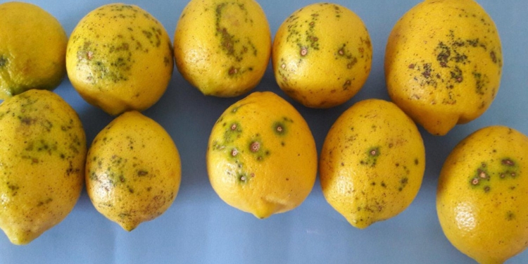 “Los argentinos vuelven a las andadas”, advierten los productores españoles de cítricos, agitando un posible nuevo cierre de ese mercado