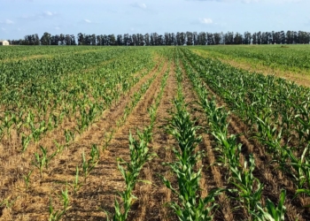 Maíz de segunda en el sudeste de Buenos Aires: Una opción que le compite a la soja en lo económico y la supera en lo ambiental