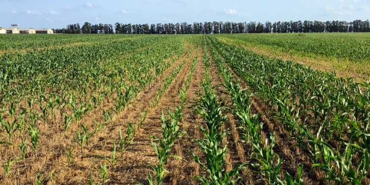 Maíz de segunda en el sudeste de Buenos Aires: Una opción que le compite a la soja en lo económico y la supera en lo ambiental
