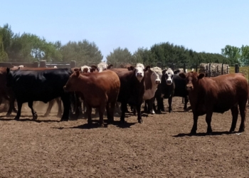 Opinión: “Acusar a la ganadería como gran contaminante ambiental es tratar de colgar otro sambenito al campo”, argumenta Jorge Ramayon