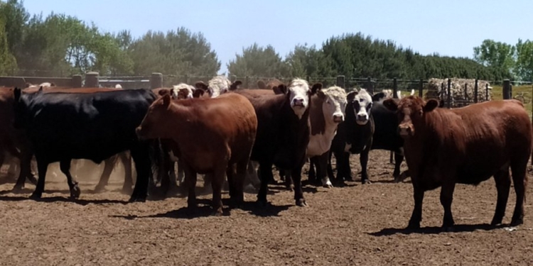 Opinión: “Acusar a la ganadería como gran contaminante ambiental es tratar de colgar otro sambenito al campo”, argumenta Jorge Ramayon