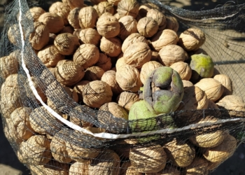 Crónicas Robadas: En Mendoza sí se consigue mano de obra para cosechar, pero lástima que sean ladrones que se llevan nueces y cerezas