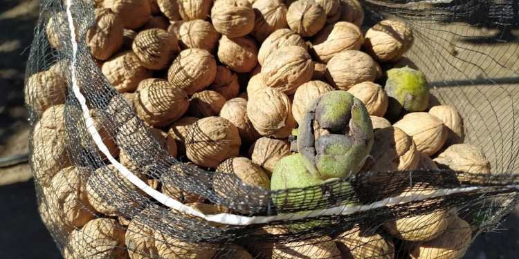 Crónicas Robadas: En Mendoza sí se consigue mano de obra para cosechar, pero lástima que sean ladrones que se llevan nueces y cerezas