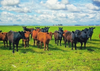 ¿Cuál es el principal factor alcista en el mercado ganadero? Sin dudas, la existencia de una elevada inflación que licúa demasiado rápido el valor de los pesos