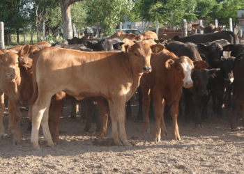 ¿Qué hay detrás de la notable suba que está registrando la hacienda con destino a invernada?