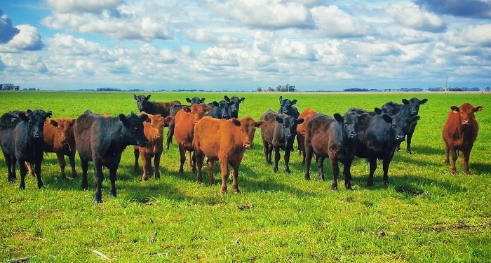 ¿Cuál es el principal factor alcista en el mercado ganadero? Sin dudas, la existencia de una elevada inflación que licúa demasiado rápido el valor de los pesos