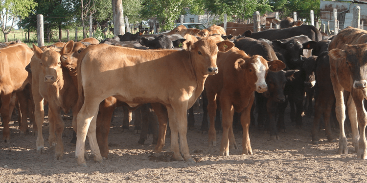 ¿Qué hay detrás de la notable suba que está registrando la hacienda con destino a invernada?