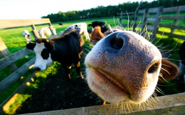 Quiénes recibirán el nuevo cupo de carne para China: Se habilitaron solo 12.750 toneladas para 49 frigoríficos, que no llegarían a cubrir las 140 mil vacas prometidas