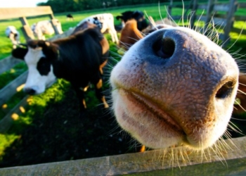 Quiénes recibirán el nuevo cupo de carne para China: Se habilitaron solo 12.750 toneladas para 49 frigoríficos, que no llegarían a cubrir las 140 mil vacas prometidas