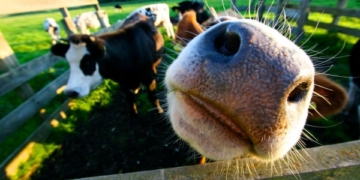 Quiénes recibirán el nuevo cupo de carne para China: Se habilitaron solo 12.750 toneladas para 49 frigoríficos, que no llegarían a cubrir las 140 mil vacas prometidas