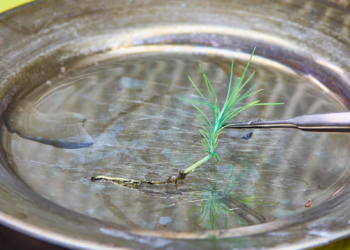 Buenos Aires instaló en Mercedes un laboratorio de micropropagación vegetal semejante a la Biofábrica de Misiones