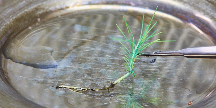 Buenos Aires instaló en Mercedes un laboratorio de micropropagación vegetal semejante a la Biofábrica de Misiones