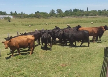 Amigo cuatrero, no robes lotes de 13 bovinos que trae mala suerte: O sí, total parece que igual no pasa nada