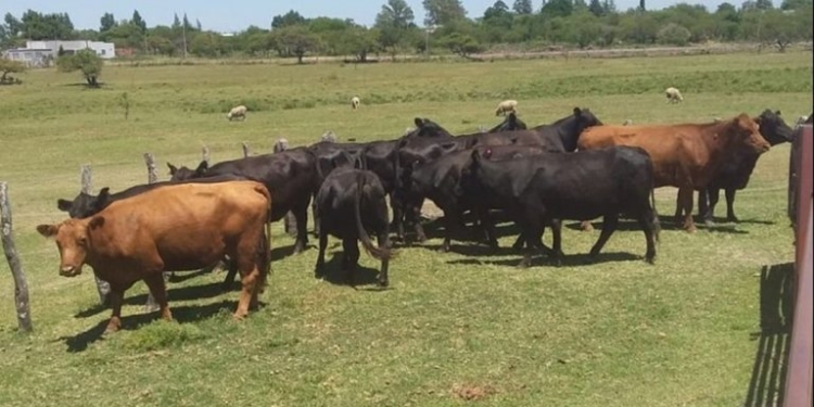 Amigo cuatrero, no robes lotes de 13 bovinos que trae mala suerte: O sí, total parece que igual no pasa nada