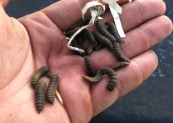 ¿Qué se obtiene de la mezcla de bagazo cervecero y moscas? Fertilizantes, biogás y hasta un suplemento proteico aplicable a bovinos