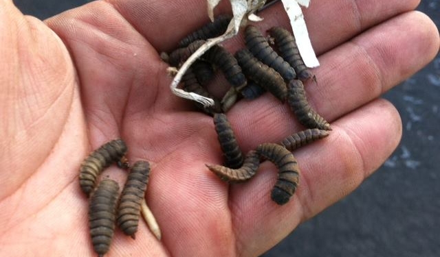 ¿Qué se obtiene de la mezcla de bagazo cervecero y moscas? Fertilizantes, biogás y hasta un suplemento proteico aplicable a bovinos