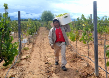 Se oficializaron los nuevos beneficios para viñateros y contratistas que incluyen jubilaciones anticipadas y remuneraciones actualizadas